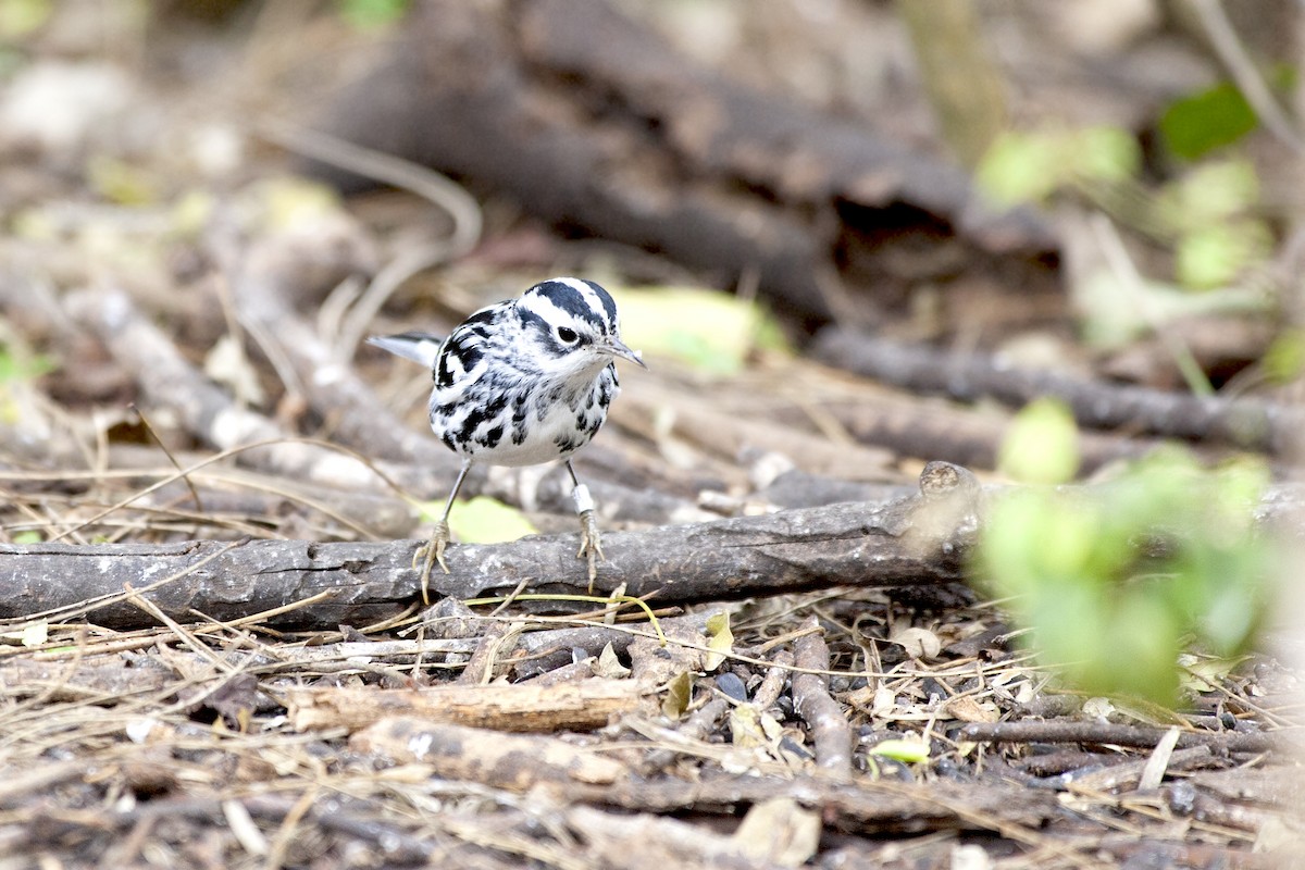 Black-and-white Warbler - ML620187593