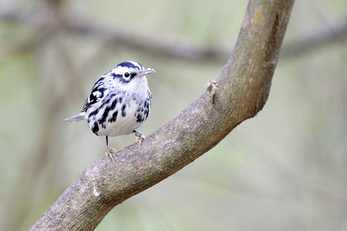 Black-and-white Warbler - ML620187594
