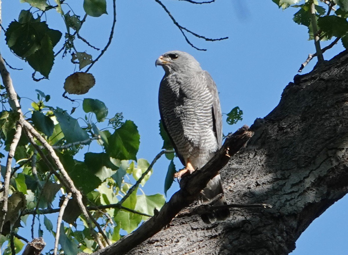 Gray Hawk - ML620187596