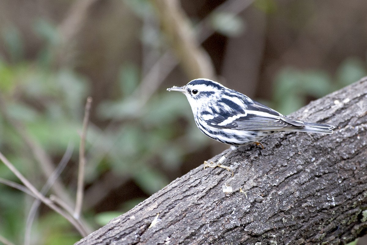 Black-and-white Warbler - ML620187598