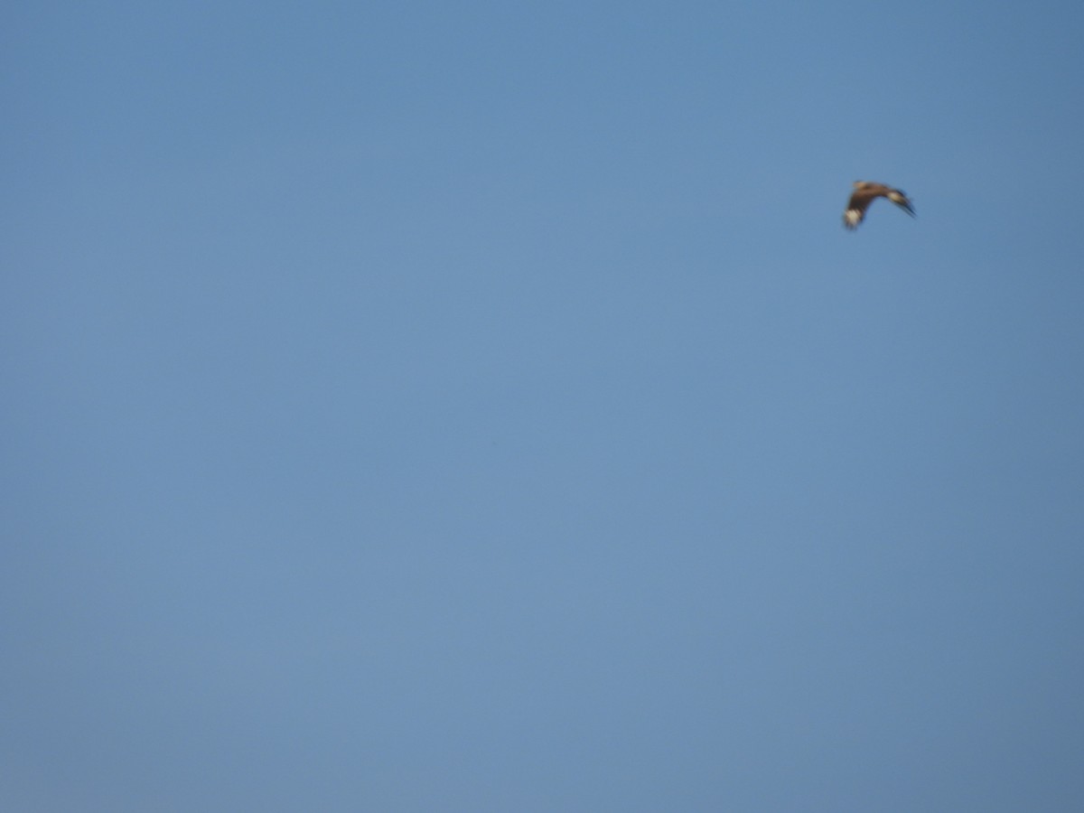 Crested Caracara - ML620187604