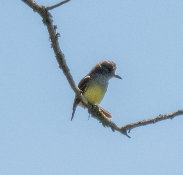 Great Crested Flycatcher - ML620187616