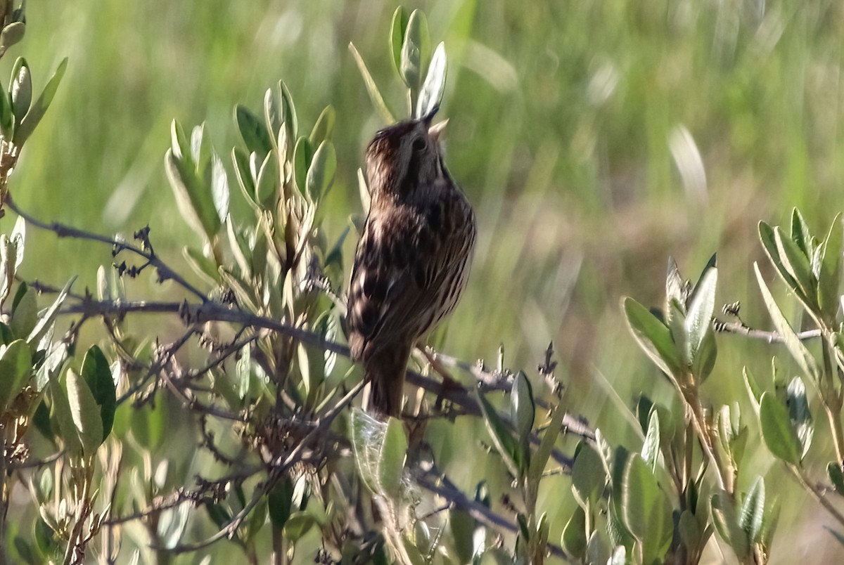 Song Sparrow - ML620187634