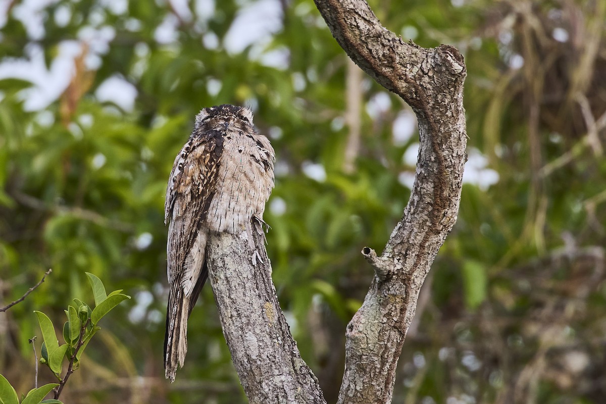 Northern Potoo - ML620187644