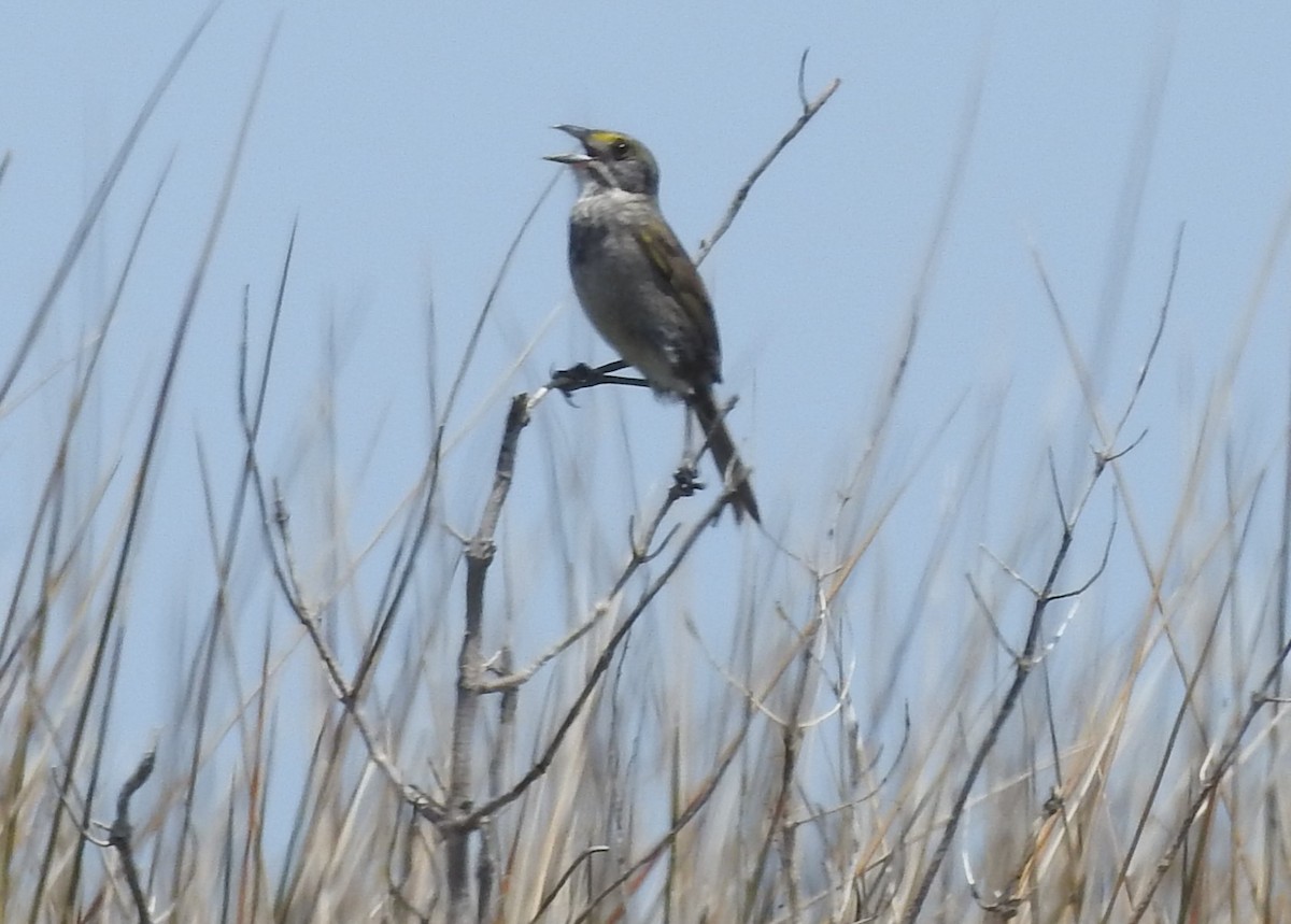 Seaside Sparrow - ML620187649