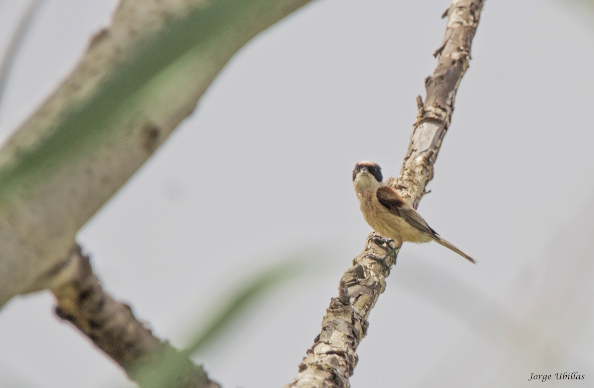 Eurasian Penduline-Tit - Jorge Luis Ubillas Herrera