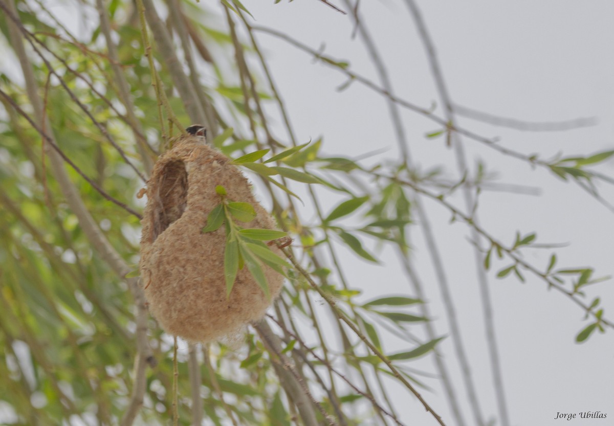 Eurasian Penduline-Tit - ML620187658