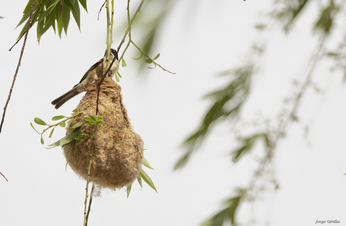 Eurasian Penduline-Tit - ML620187659