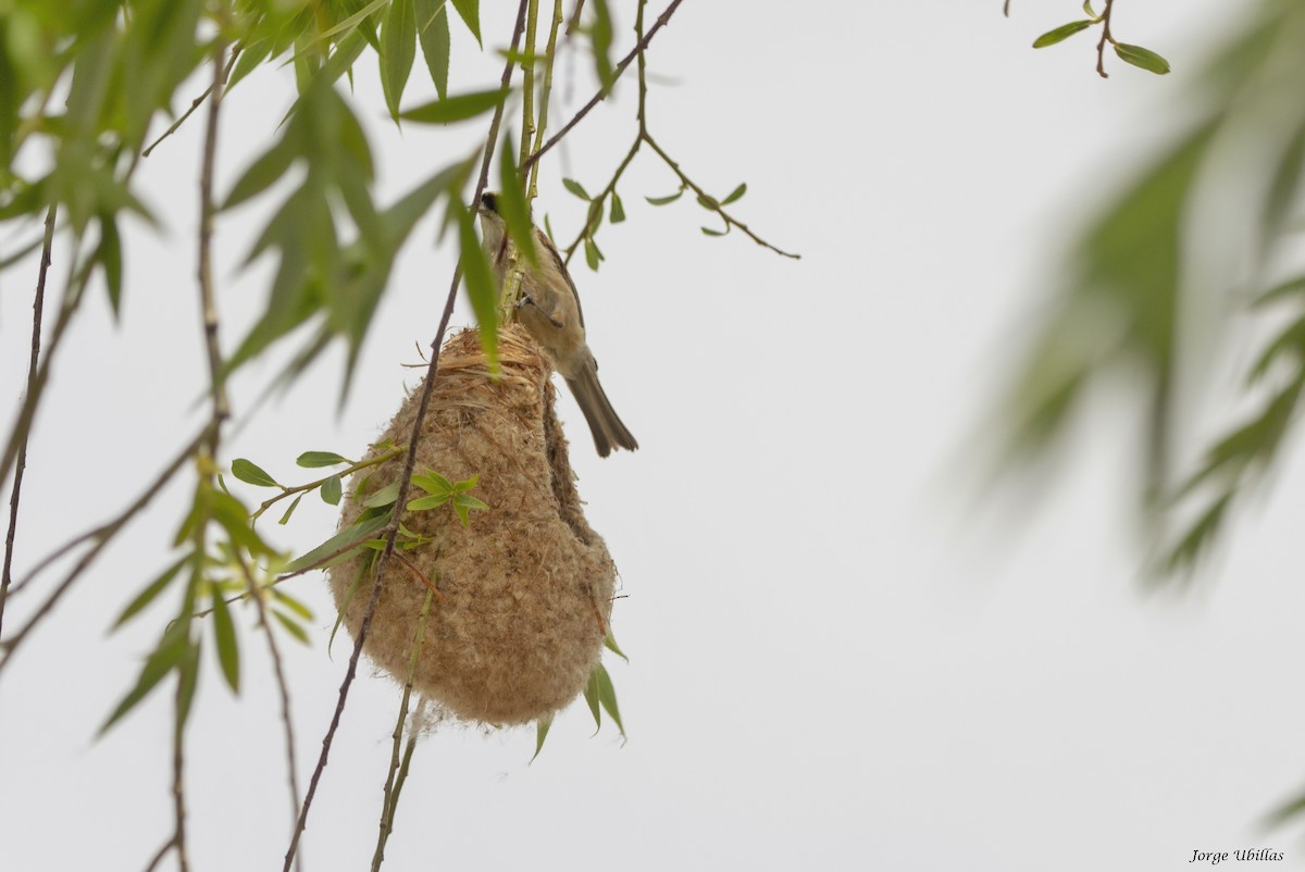 Eurasian Penduline-Tit - ML620187660