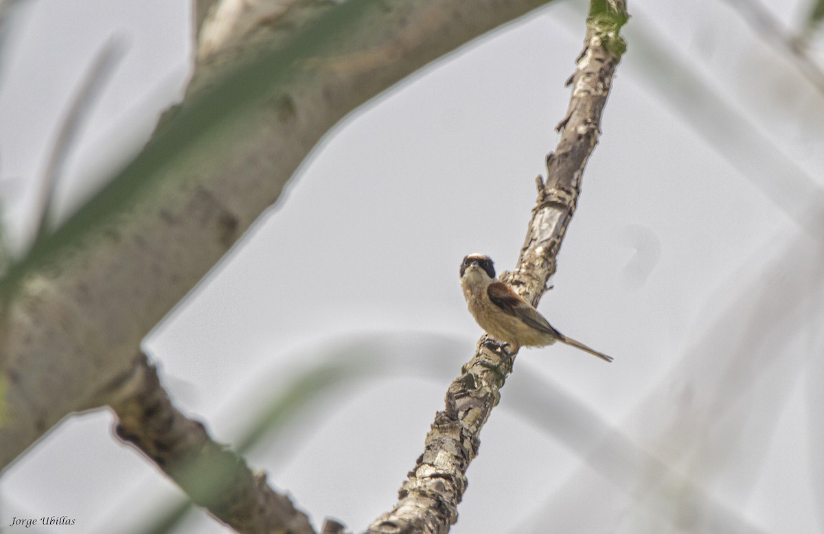 Eurasian Penduline-Tit - ML620187662