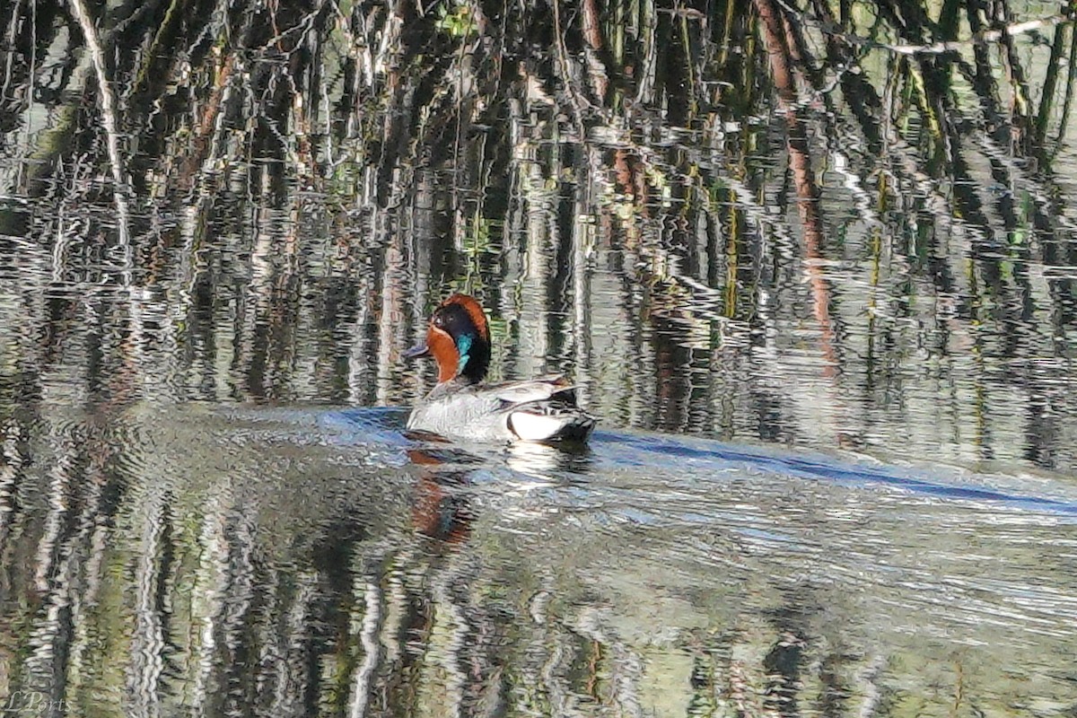 Green-winged Teal - ML620187663