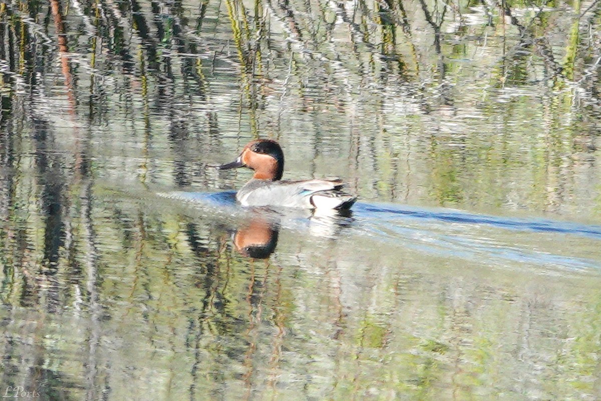 Green-winged Teal - ML620187664