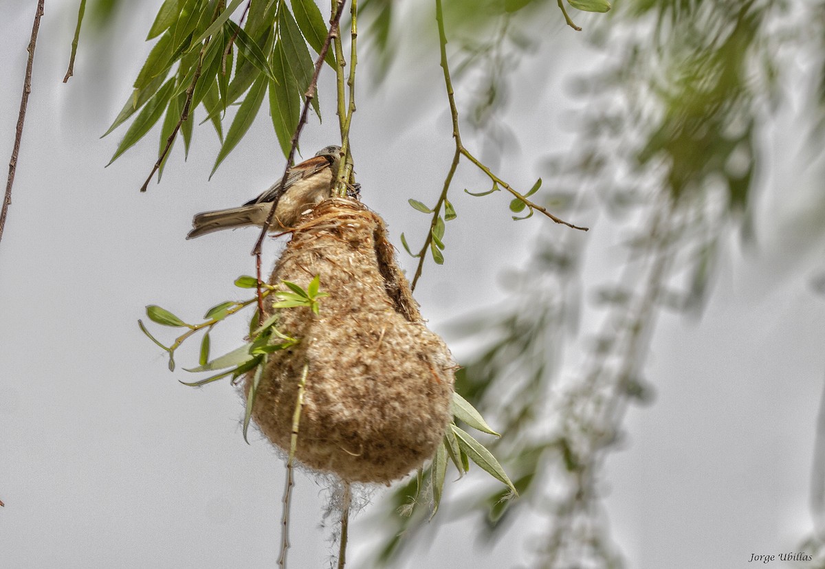 Eurasian Penduline-Tit - ML620187665