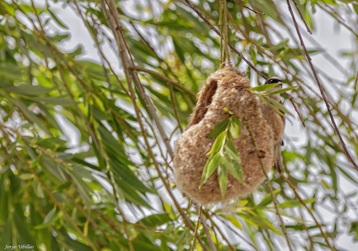 Eurasian Penduline-Tit - ML620187666