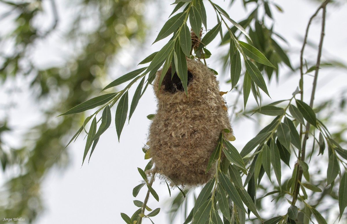 Eurasian Penduline-Tit - ML620187667