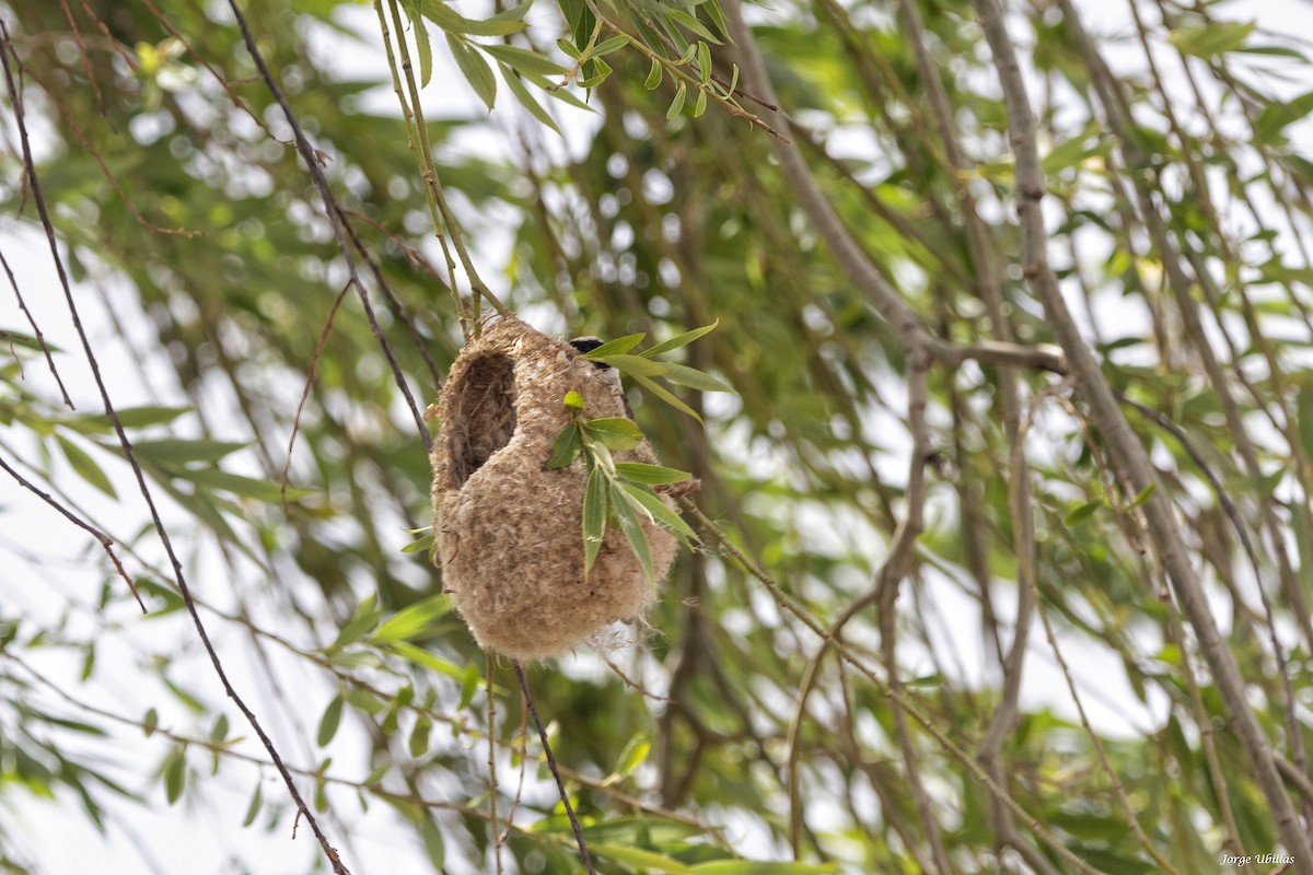 Eurasian Penduline-Tit - ML620187673