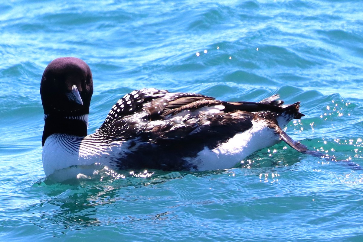 Pacific Loon - ML620187674