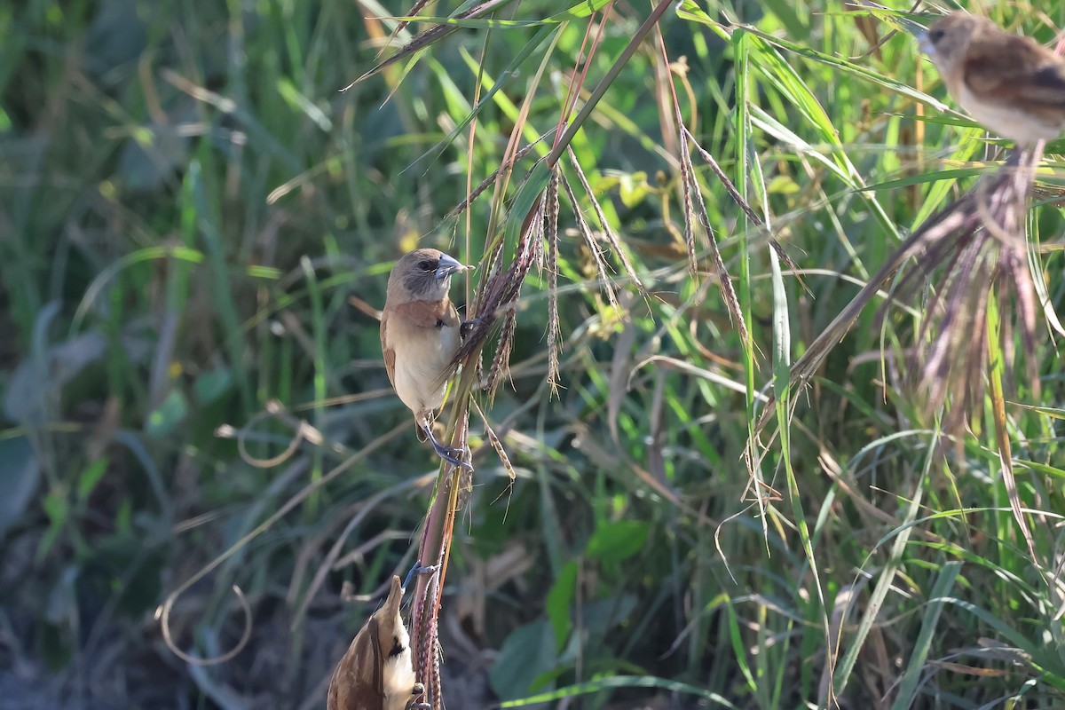 Chestnut-breasted Munia - ML620187678