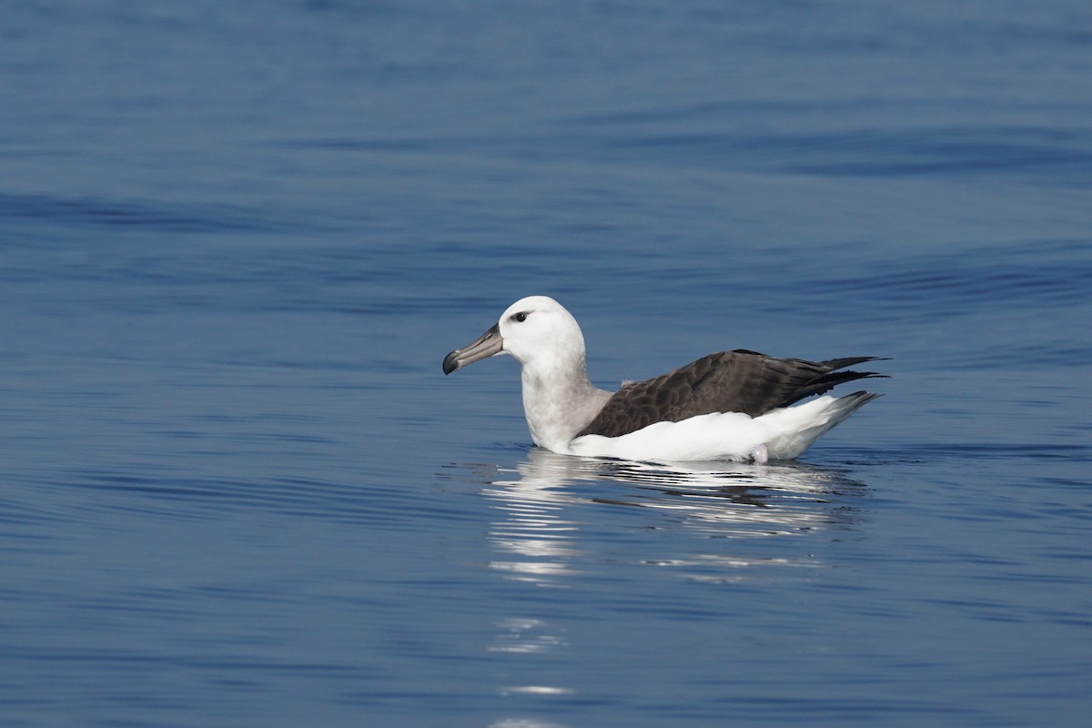 albatros černobrvý - ML620187679