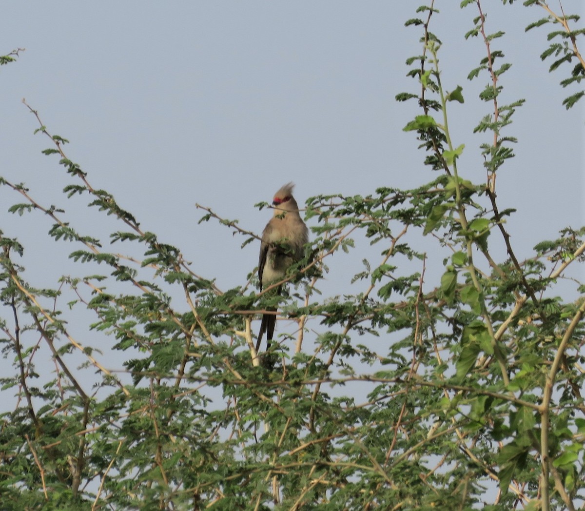 Blue-naped Mousebird - ML620187681