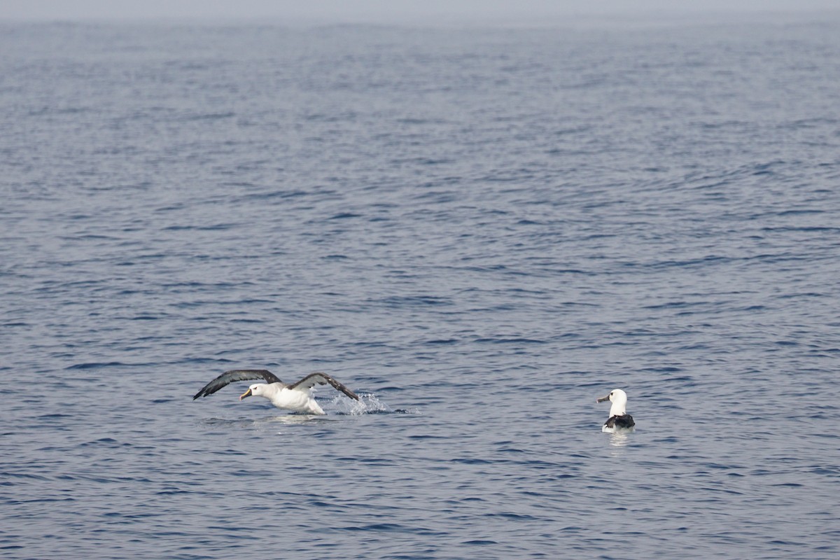 Albatros Picofino Atlántico - ML620187685