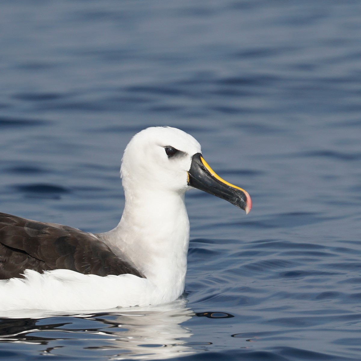 Albatros à nez jaune - ML620187694