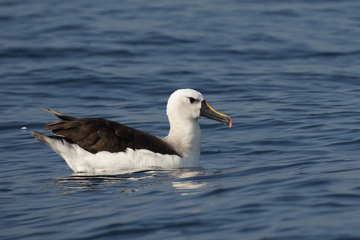 Atlantik Sarı Gagalı Albatrosu - ML620187695