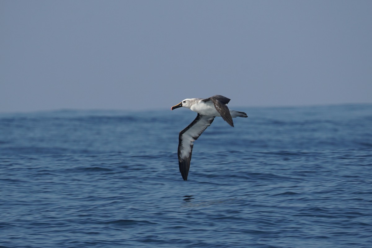 Atlantic Yellow-nosed Albatross - ML620187696