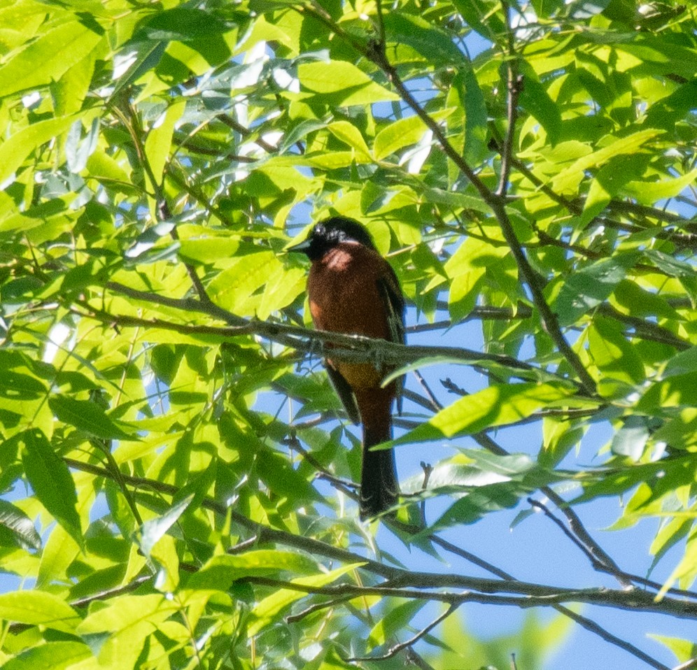 Orchard Oriole - ML620187699