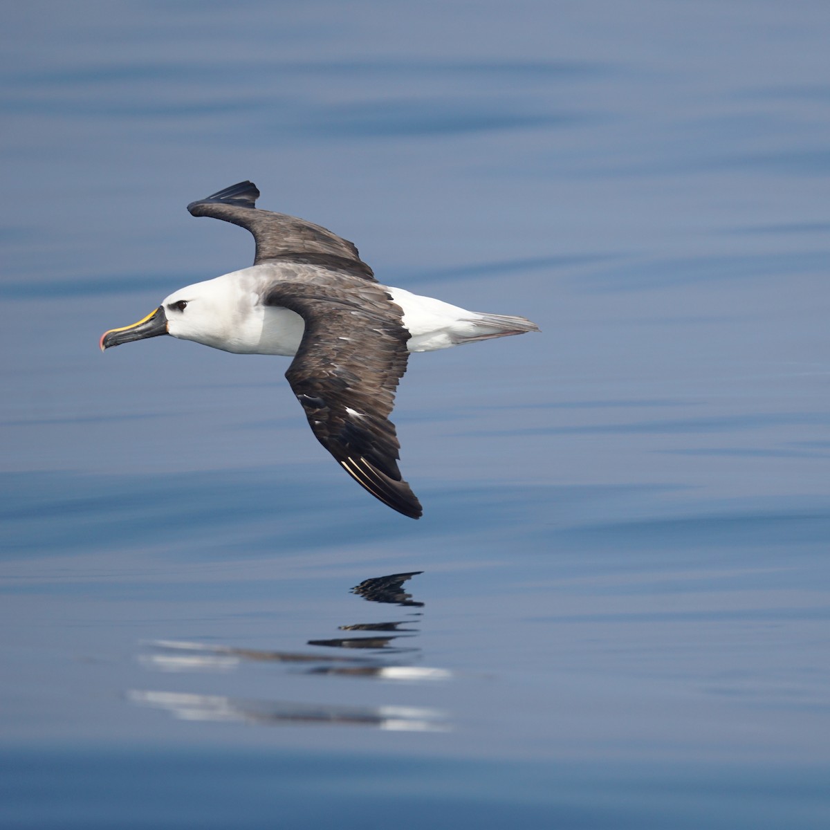 Atlantic Yellow-nosed Albatross - ML620187702