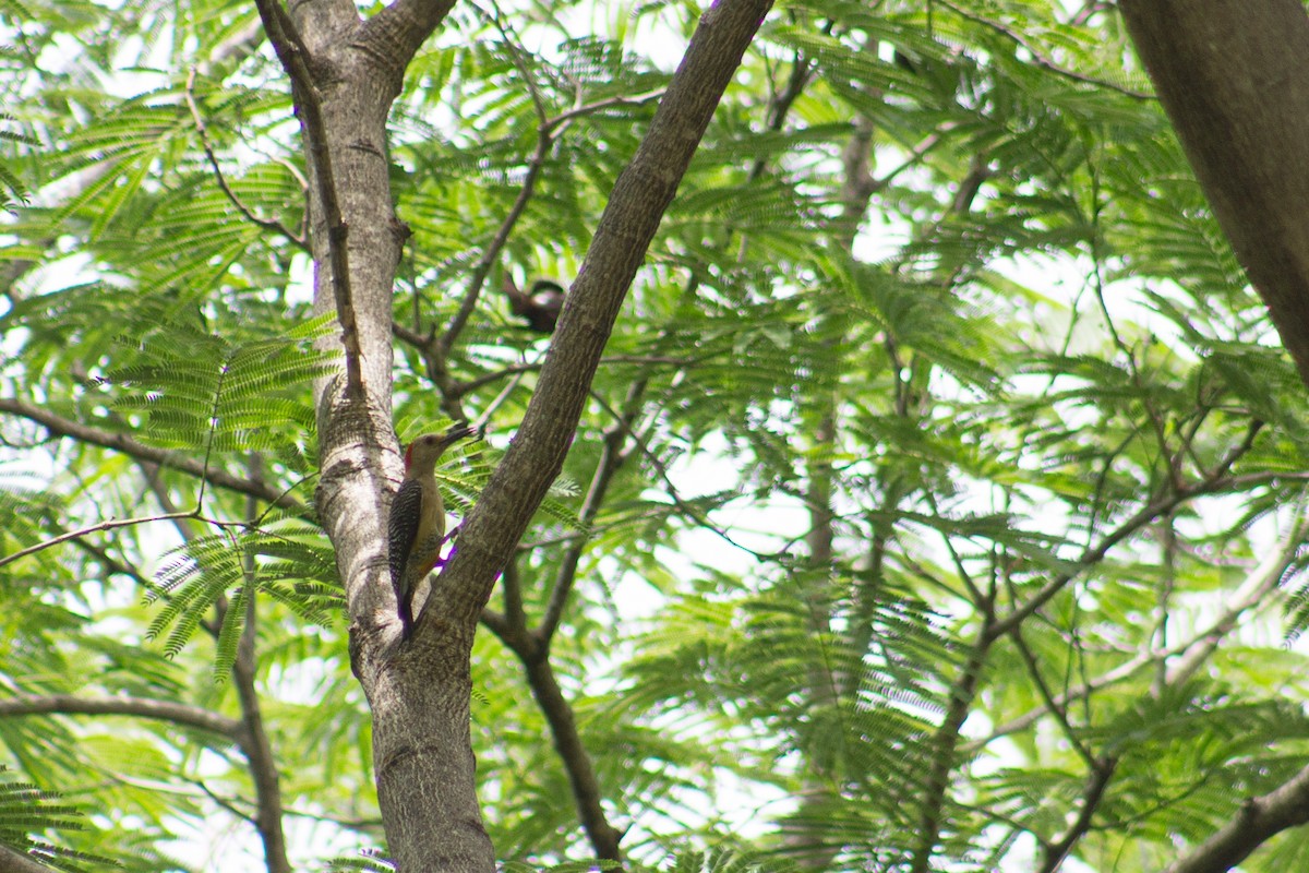 Golden-fronted Woodpecker - ML620187705