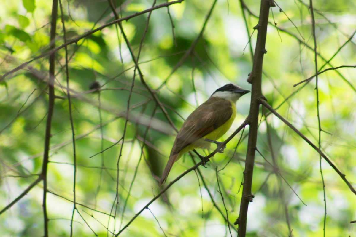 Great Kiskadee - ML620187725