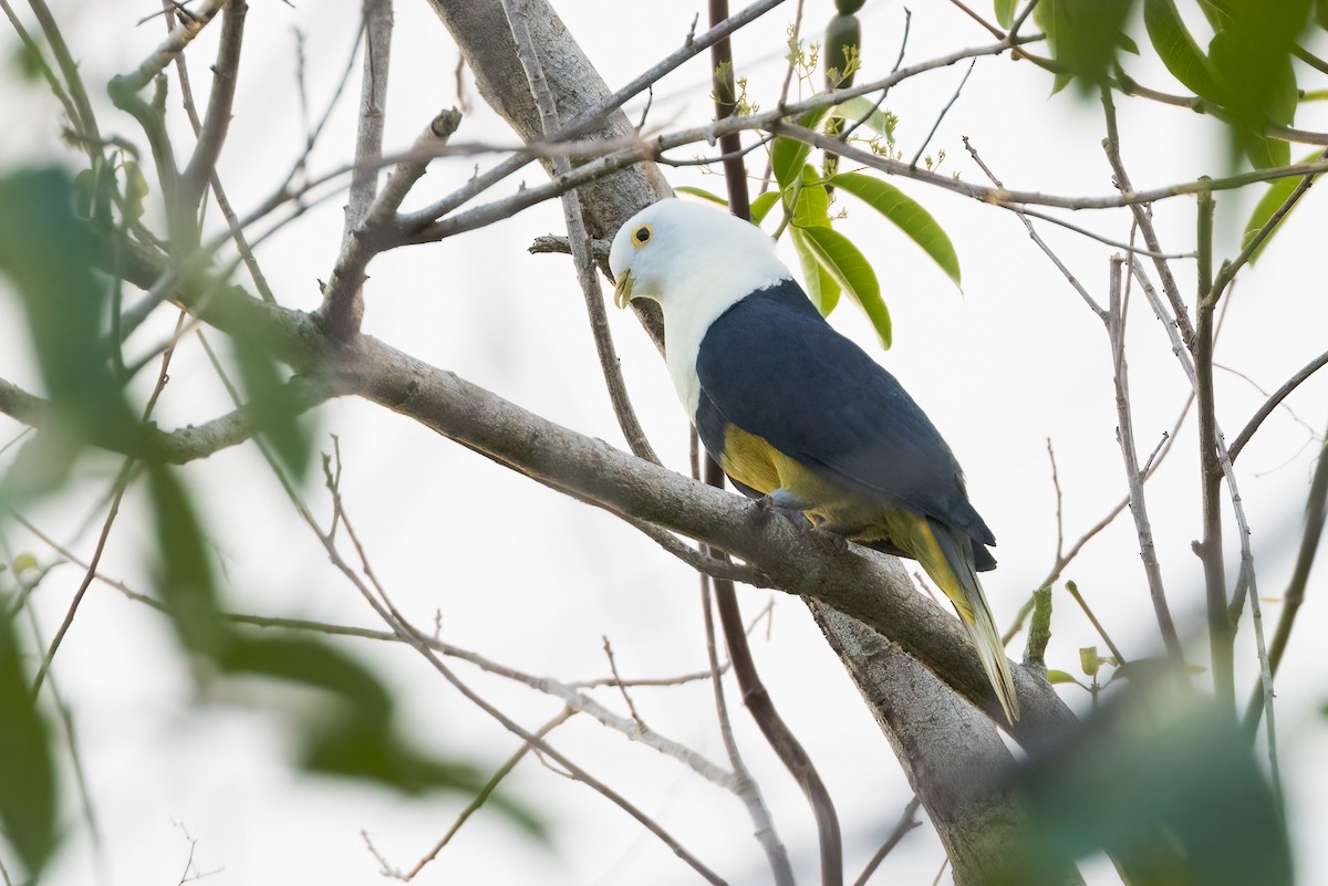 Black-backed Fruit-Dove - ML620187726