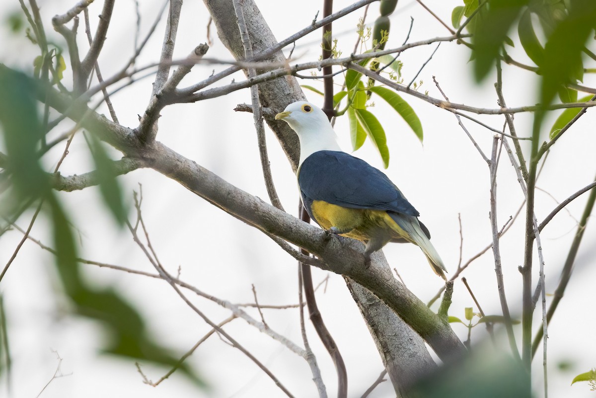 Black-backed Fruit-Dove - ML620187727