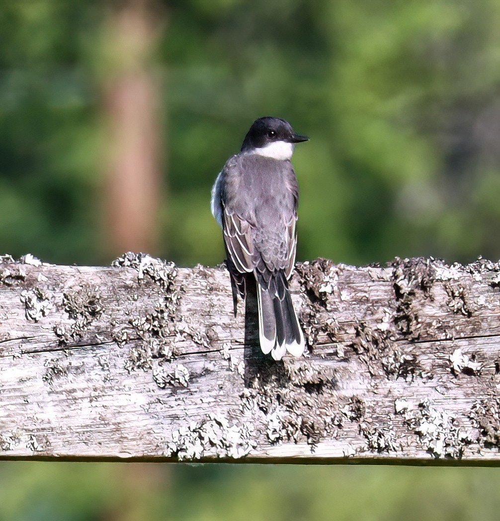 Eastern Kingbird - ML620187730