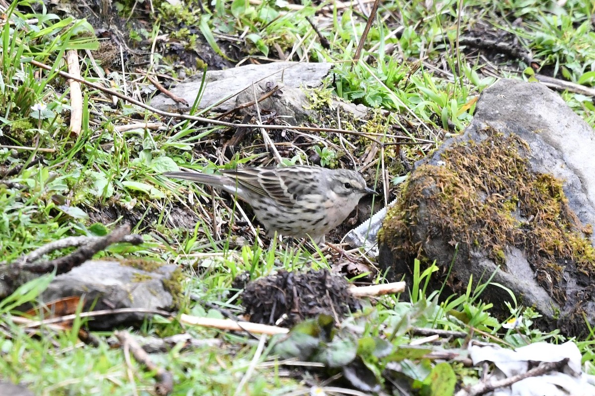 Rosy Pipit - ML620187731