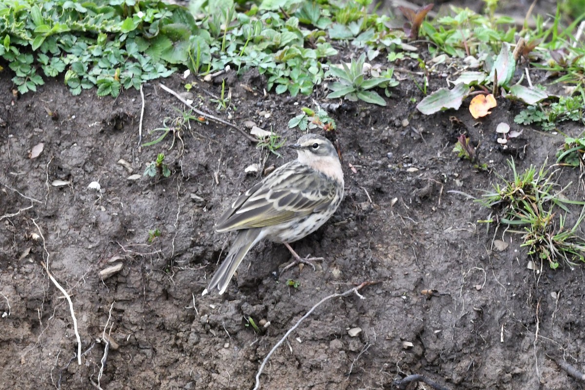 Rosy Pipit - ML620187732