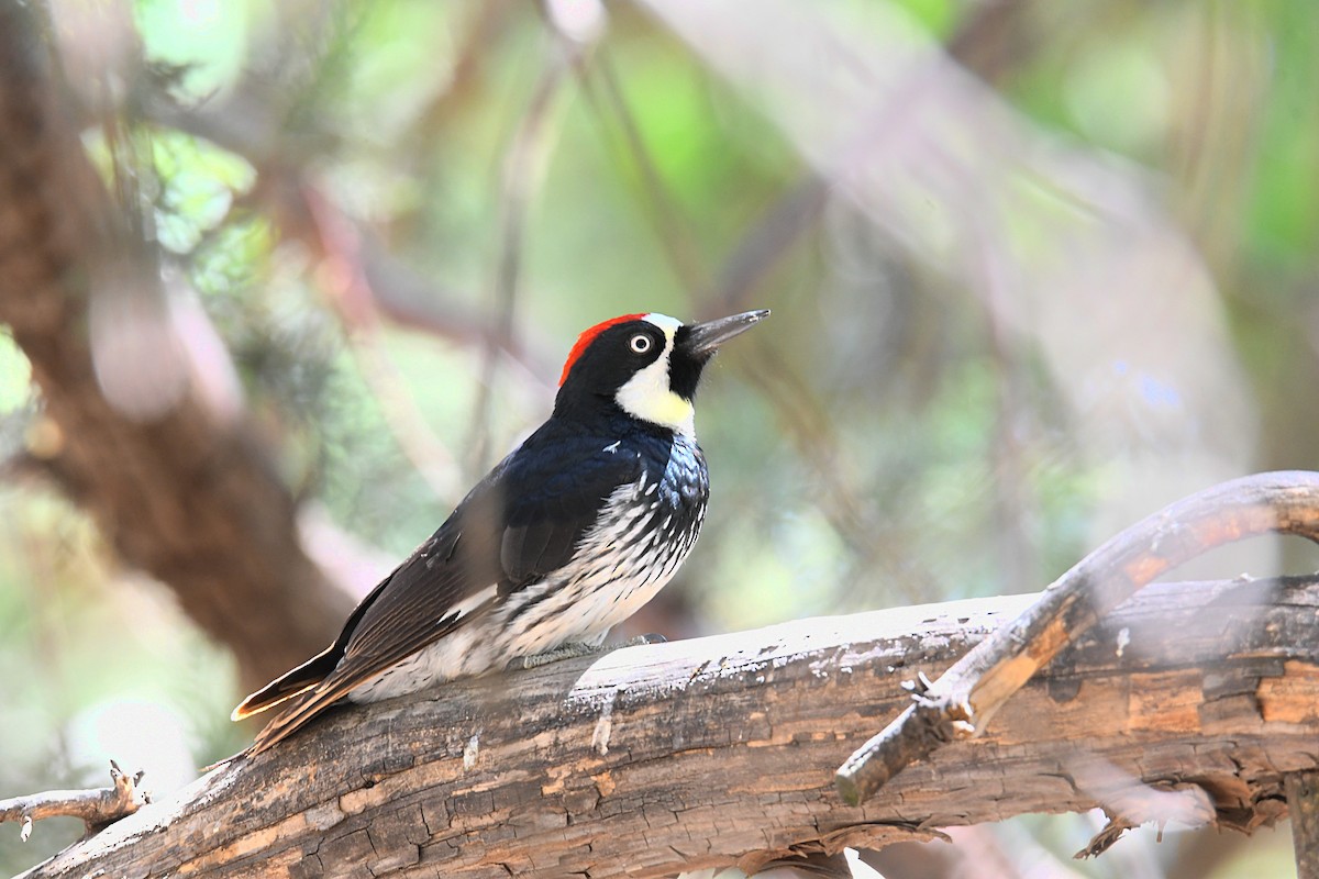 Acorn Woodpecker - ML620187739