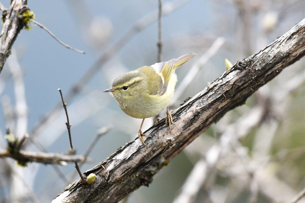 Sichuan Leaf Warbler - ML620187753