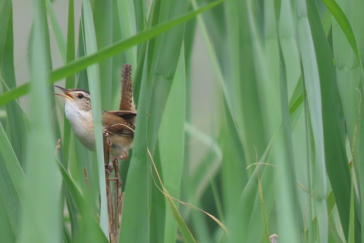 Marsh Wren - ML620187756