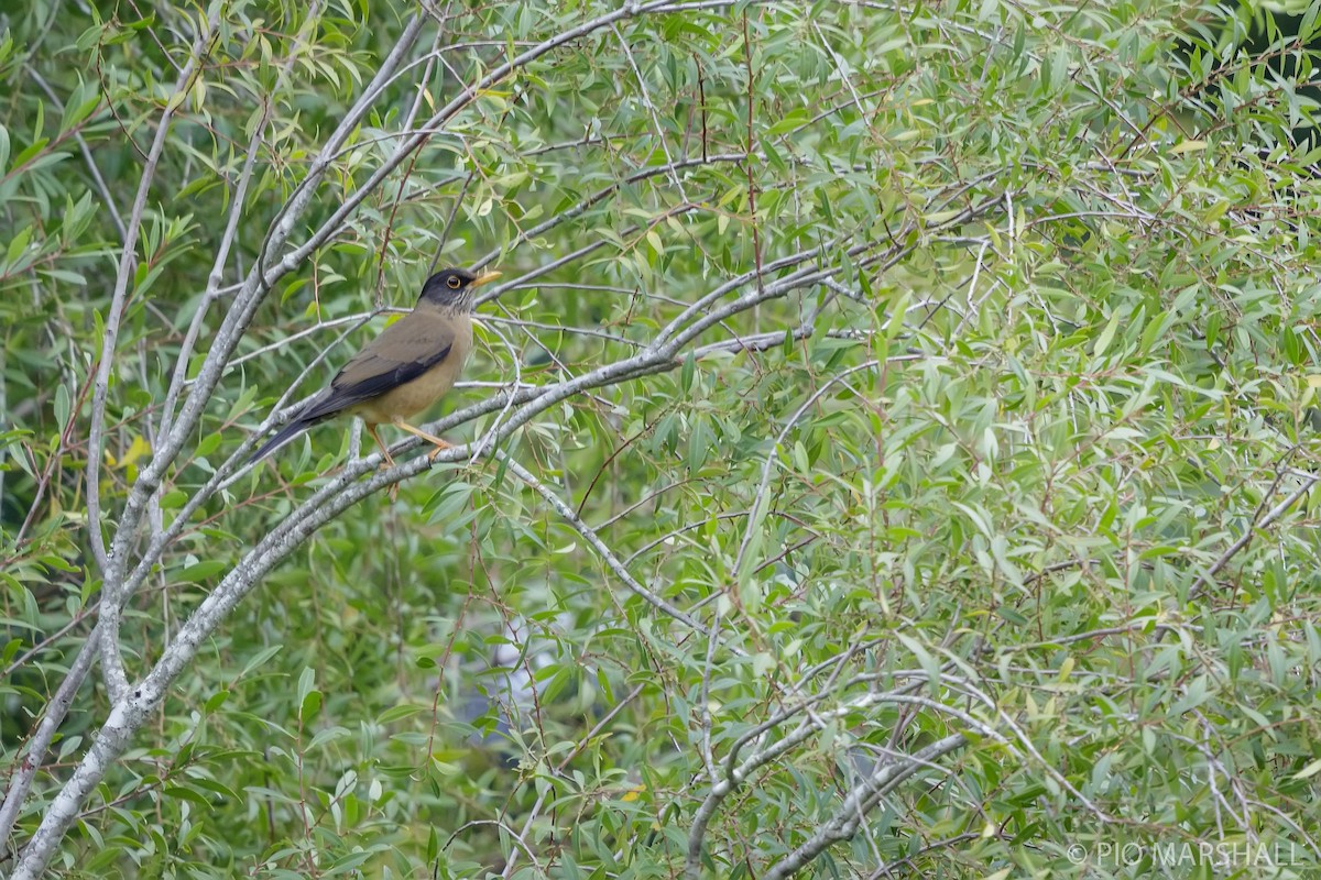 Austral Thrush - ML620187762