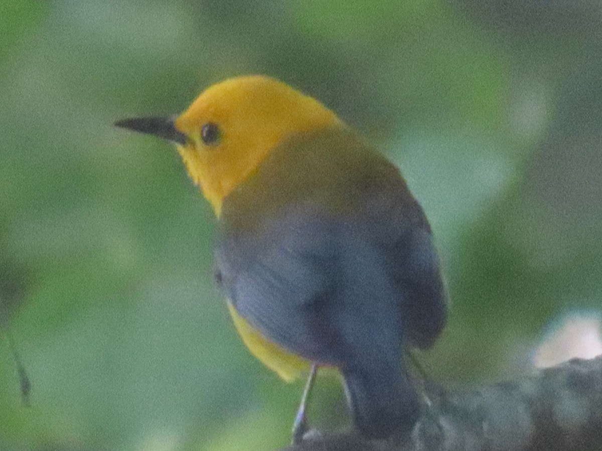 Prothonotary Warbler - ML620187768