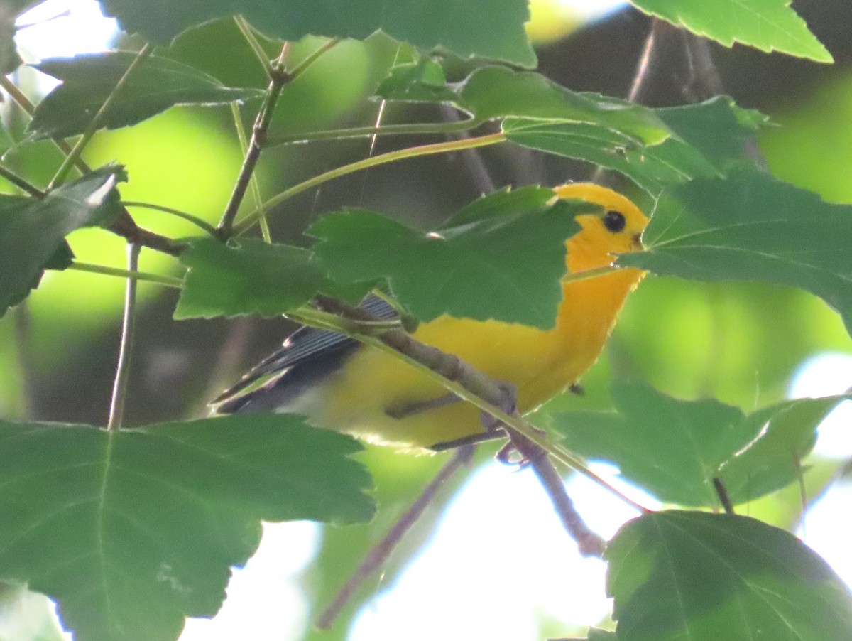 Prothonotary Warbler - ML620187769