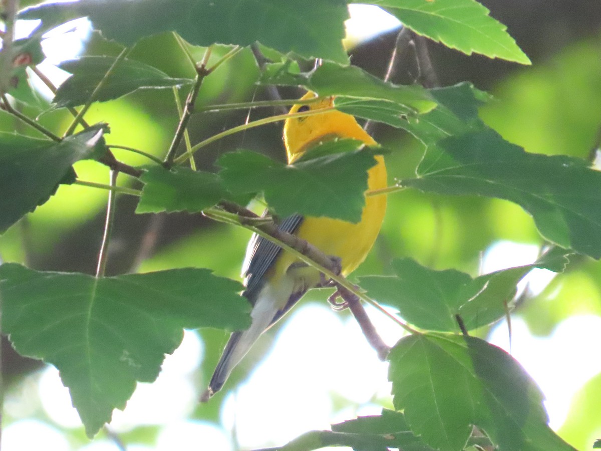 Prothonotary Warbler - ML620187770