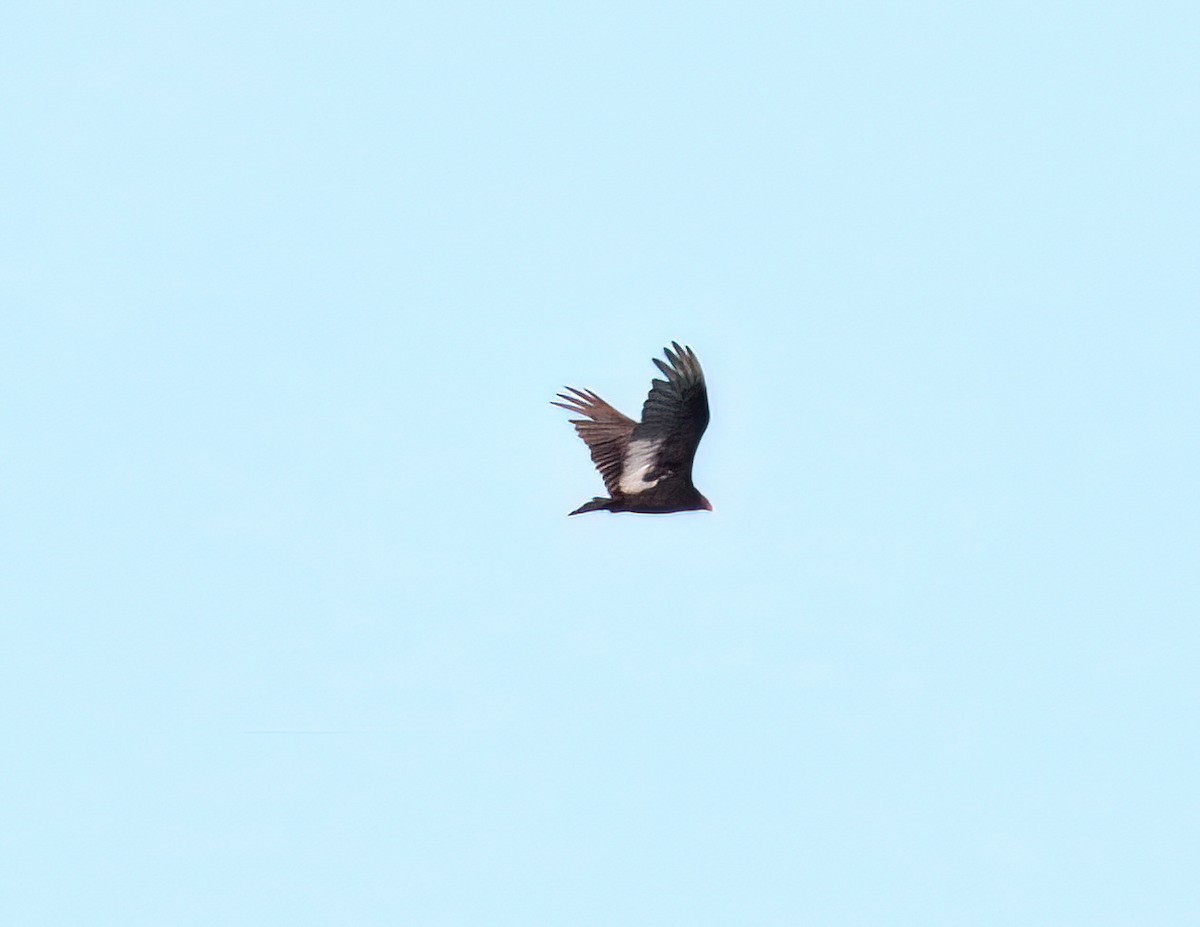 Turkey Vulture - ML620187776