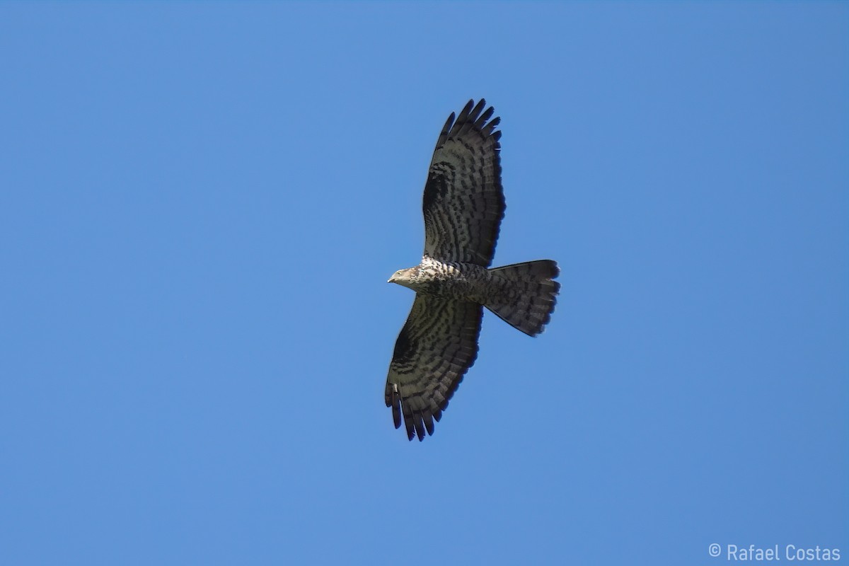 European Honey-buzzard - ML620187783