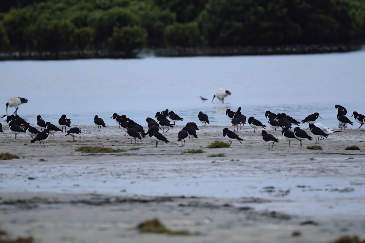 Pied Oystercatcher - ML620187801