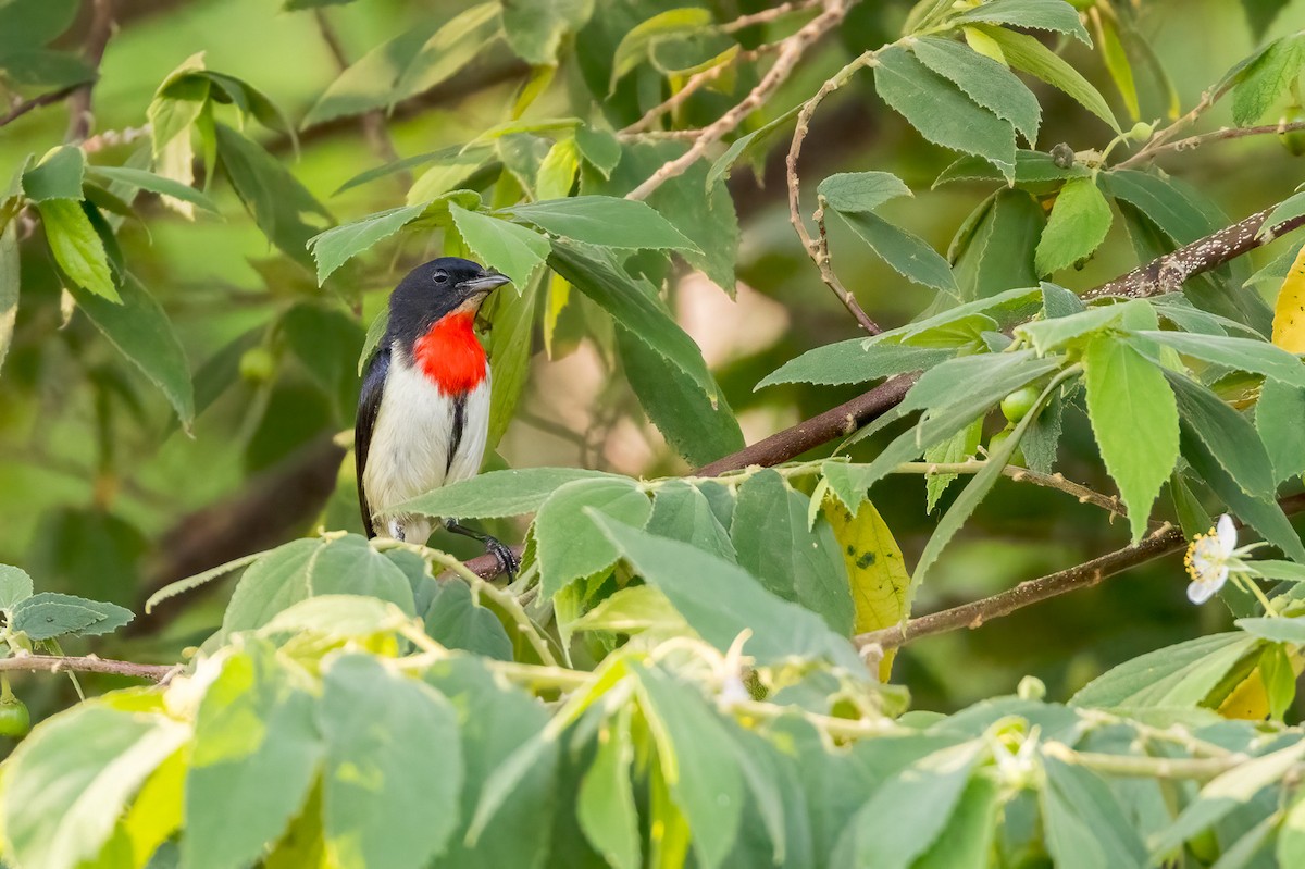 Red-chested Flowerpecker - ML620187805