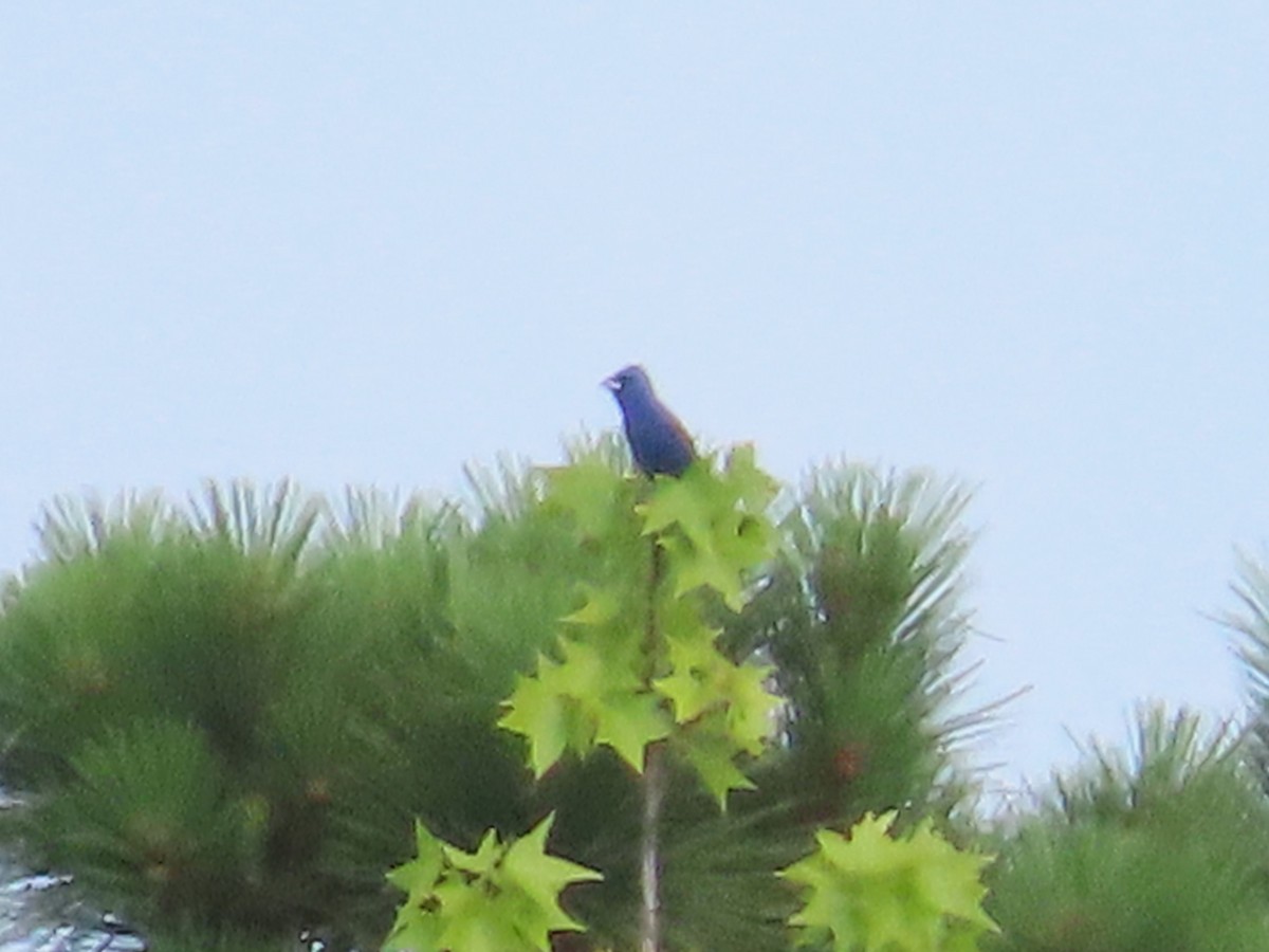 Blue Grosbeak - ML620187808