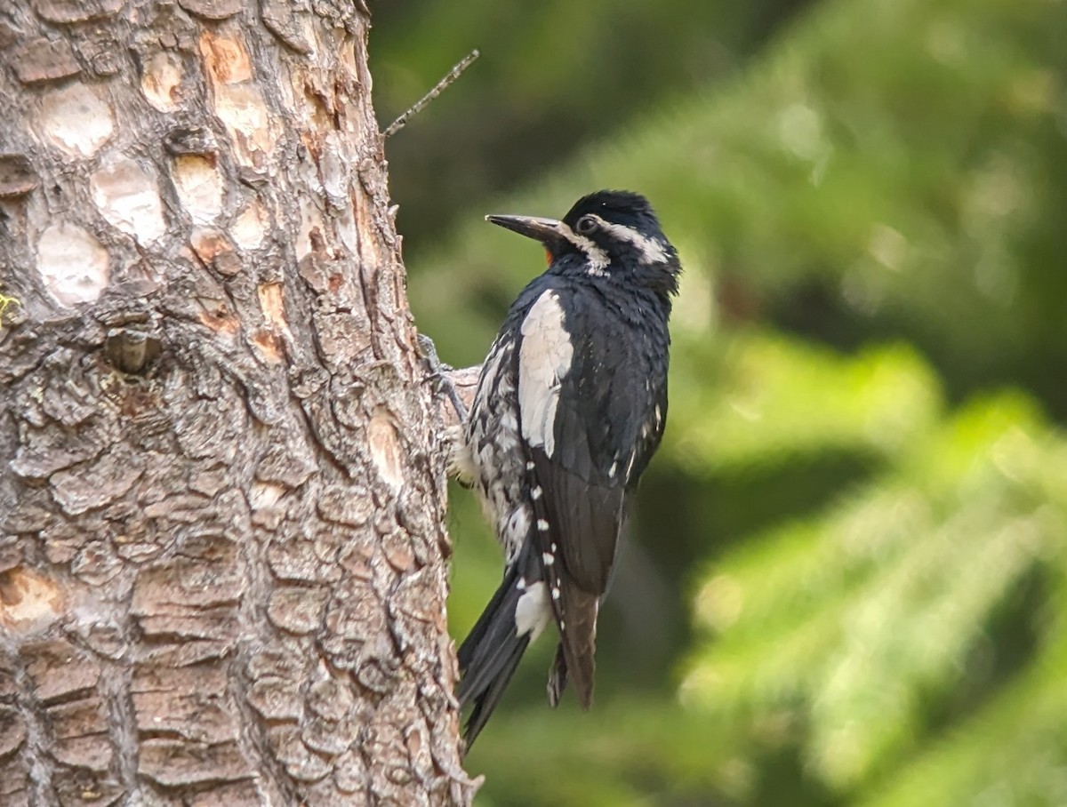 Williamson's Sapsucker - ML620187809